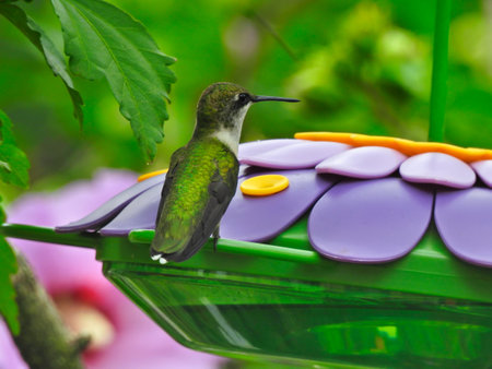 Ruby-Throated Hummingbird Perched on Purple Flower Shaped Bird Nectar Feeder with Pink Flower Blooms and Green Leaves in Backgroundの写真素材