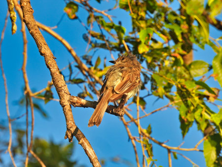 Flycatcher Bird Perched on Tree Branch in the Morning Sunrise with Green Leaves and Bright Blue Sky in Backgroundの写真素材