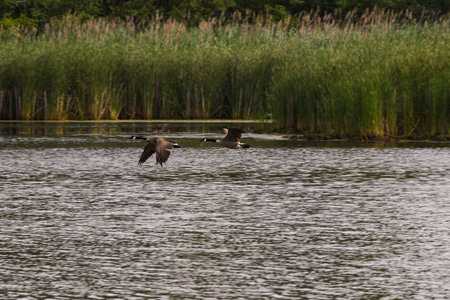 Two Canadian Geese Flying, One Following the Other but With Different Wing Flap Directionsの写真素材