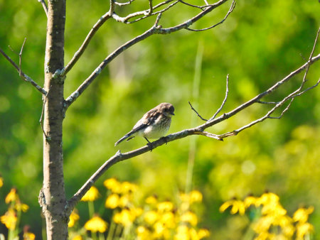Young Male Eastern Bluebird Bird Sits on a Small Tree with Yellow Wildflowers and Green Vegetation in the Background with Summer Sunshineの写真素材