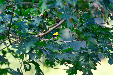 American Goldfinch Male Bird Perched in a Tree With Bird Looking Sideways Beautiful Yellow Bird on a Summer Dayの写真素材