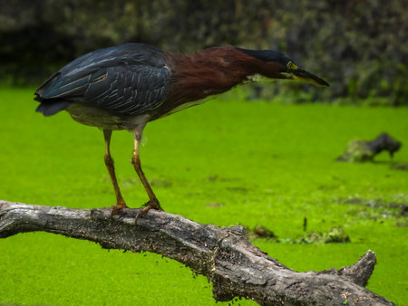 Green Heron Bird with Outstretched Neck Hunting for Fish in Algae Pond from a Broken Tree Branchの写真素材