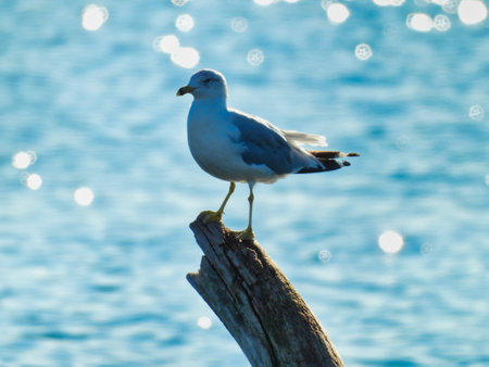 Ring-Billed Gull Seagull Bird Perched on Tree Branch with Glistening Lake Water from Sunny Summer Day Shining in the Backgroundの写真素材