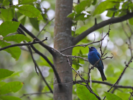 Stunning Bright Blue Indigo Bunting Bluebird Bird Perched on Branch with Beak Open in Profile View Among a Sea of Green Foliage Blurred in Backgroundの写真素材