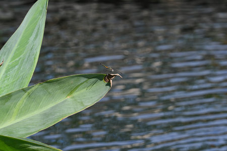 Dragonhunter Dragonfly Perched on a Green Leaf with Lake Water Blurred in Backgroundの写真素材