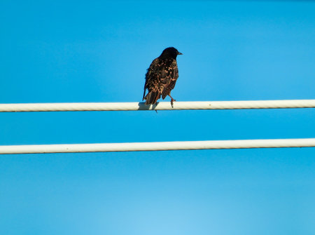 European Starling Bird Perched on a White Electrical Wire with a Bright Blue Sky on a Summer Dayの写真素材