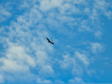 Turkey Vulture Bird High in Cloudy Vibrant Blue Sky with Full Wing Span Soaring in Wind
