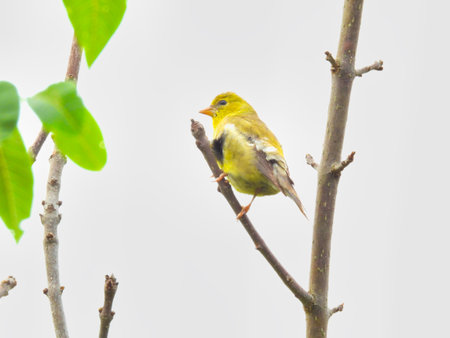 Goldfinch Bird Perched on Small Tree Branch on a Cloudy Dayの写真素材