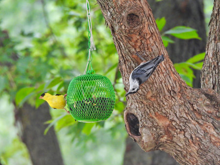 Birds at a bird feeder: American goldfinch bird and a white-breasted nuthatch bird eat sunflower seeds from a green ball bird seed feeder hanging from a tree branchの写真素材