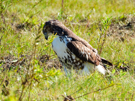 Red-Tailed Hawk Bird of Prey Raptor While Sitting on the Ground in a Prairie Field Looking Off to Its Side and Down as It Hunts for Preyの写真素材