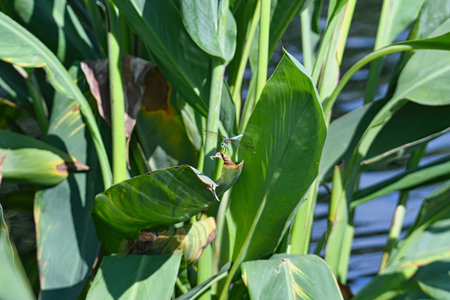 Blue Dasher Dragonfly Perched on a Green Leaf with Lake Water Blurred in Backgroundの写真素材