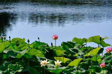 Pink and White Water Lilies Surrounded by Lush and Large Green Leaves with Rippled Water in Backgroundの写真素材