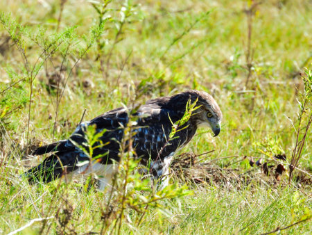Red-Tailed Hawk Bird Prey Standing on the Ground of a Field Behind a Few Plant Stems on a Sunny Summer Day Looking Down Through the Grassの写真素材