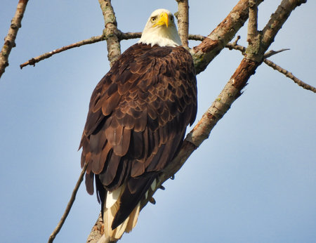 Bald Eagle Bird of Prey Perched on Side of Bare Tree Branch Looking Forward with Large Yellow Beak and Close Centered Eyes with White and Brown Feathers and Blue Sky in Backgroundの写真素材