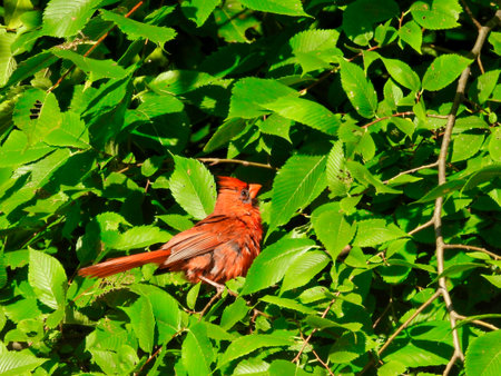 Northern Cardinal Red Bird Perched in a Bright Green Tree with Tail Out and Head Feather Crest Up Showing off Red Feather Plumage in the Sunの写真素材