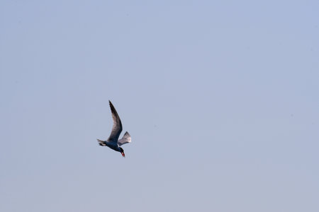 Caspian Tern Bird in Flight with Fish in Mouth with Blue Sky Backgroundの写真素材
