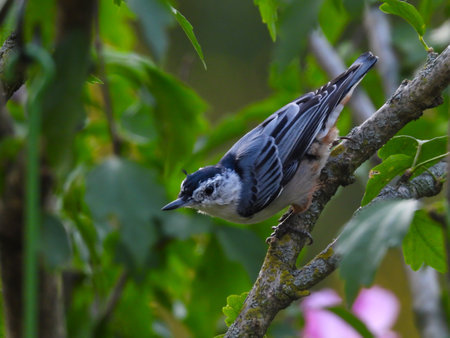 Blue and White-Breasted Nuthatch Bird Balancing on Tree Branch Facing Downward with Green Foliage Blurred in Backgroundの写真素材