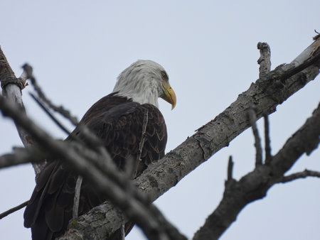 Bald Eagle Perched in Tree: American Symbol Bald Eagle Bird of Prey Perched Among Bare Tree Branches Looks Forward Against Cloudy Sky with Gray Overcast Sky Showing Yellow Beak and White Head Feathersの写真素材