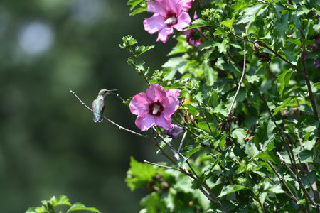 Ruby-Throated Hummingbird Perched on Rose of Sharon Bush Near Flower Bloom with Beak Open and Pollen Stuck to Beakの写真素材