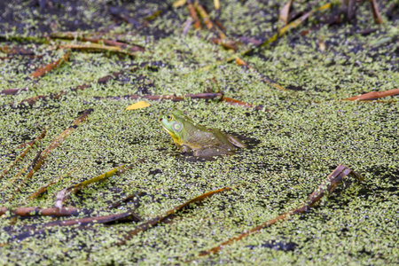 Bullfrog in Shallow Pond with Algae and Tree Sticks and Leaves Surroundingの写真素材