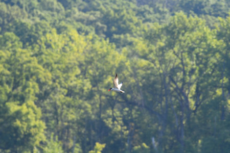 Caspian Tern Bird in Flight with Wings in Upward Direction with Blurred Green Forest in Background and Sunshineの写真素材