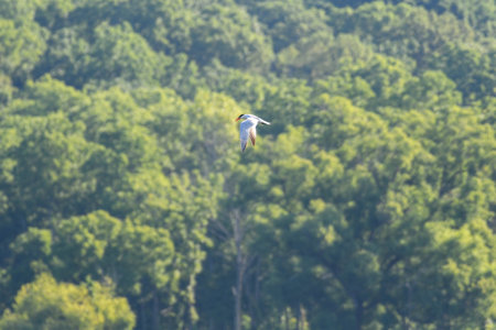 Caspian Tern Bird in Flight with Wings in Downward Direction with Blurred Green Forest in Background and Sunshineの写真素材