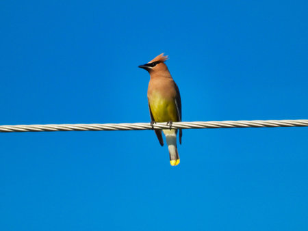 Cedar waxwing bird perched on an electrical wire with head turned to the right on a beautiful summer day with a bright blue sky in the backgroundの写真素材