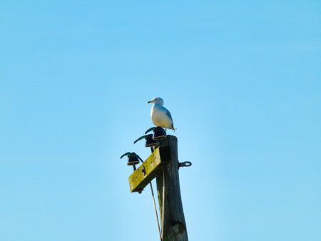 A Ring-Billed Gull Bird Perched on an Electrical Pole with a Blue Sky in the Backgroundの写真素材