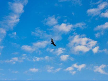 Turkey Vulture Bird in Flight with Full Wing Span on a Summer Day with Blue Sky and a Few Cloudsの写真素材