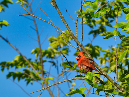 Northern Cardinal Red Bird Perched in Tree with Green Leaves and Bright Blue Cloudless Sky in Background on a Sunny Summer Dayの写真素材