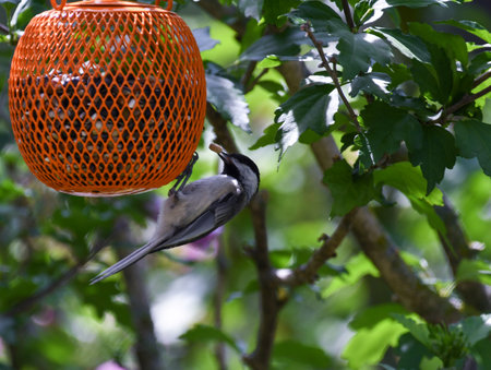 Black-capped Chickadee Bird with Peanut in Beak Hanging Upside Down on Bird Feederの写真素材
