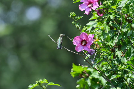 Ruby-Throated Hummingbird Perched on Rose of Sharon Bush Near Flower Bloom with Beak Open and Pollen Stuck to Beakの写真素材