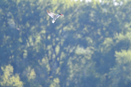 Caspian Tern Bird in Flight with Fish in Month and Water Spraying with Green Forest Blurred in Backgroundの写真素材