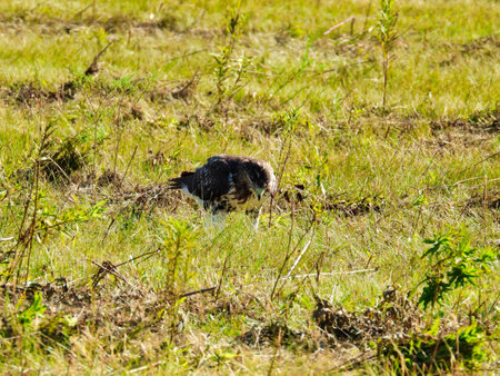 Red-Tailed Hawk Bird of Prey Raptor Sitting on the Ground of a Field Digging at the Grass in the Summer Sunlight on the Prairieの写真素材