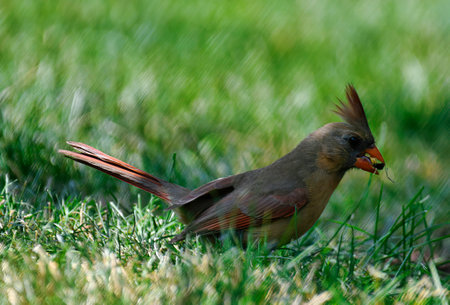 Female Northern Cardinal Bird Profile View as She Sits on the Ground in Grass and Eats a Sunflower Seed with Vibrant Orange, Red and Brown Feathers and Beautiful Striping on Wing Feathersの写真素材