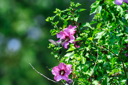 Ruby-Throated Hummingbird Eating Nectar from a Purple Hibiscus Flower on a Sunny Dayの写真素材