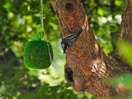 Bird on tree trunk: White-breasted nuthatch bird scales a tree trunk with a sunflower seed in its beak from green ball bird seed feeder hanging from the tree branchの写真素材