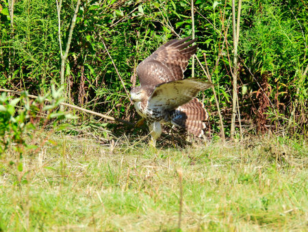 A Red-Tailed Hawk Bird of Prey Raptor Getting Ready to Fly as it Sits on the Ground in a Field in Front of Brush With Its Wings Up and Tail Flaredの写真素材