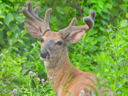 White-tail Deer Buck Shows off his Velvet Antlers with his Turned Head on a Summer Day in a Vibrant Green Forestの写真素材