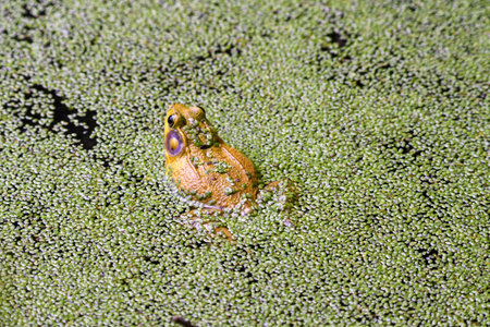 Bullfrog Sitting in Algae Bloom Pond Taken from Backside of Frogの写真素材