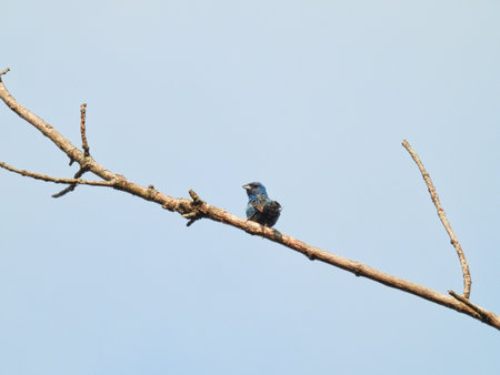 Indigo Bunting Bird with Vibrant Dark Blue Feathers is Perched on Tree Branch with Bright Blue Sky in Backgroundの写真素材