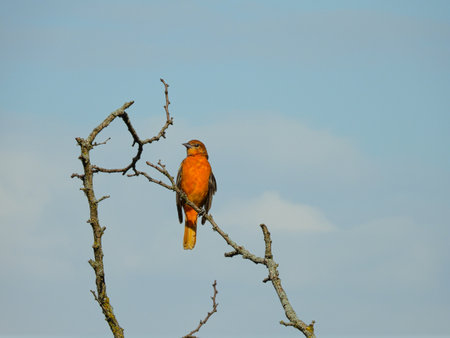 Baltimore Oriole Bird Perched High on Tree Top with Bright Blue Sky with a Few White Clouds Showing Vibrant Orange Feathersの写真素材