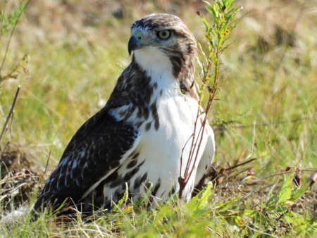 Closeup of a Red-Tailed Hawk Bird of Prey Raptor Sitting on the Ground in a Prairie Field in a Profile View as It Hunts for Prey on a Summer Day in the Afternoon Sunshineの写真素材