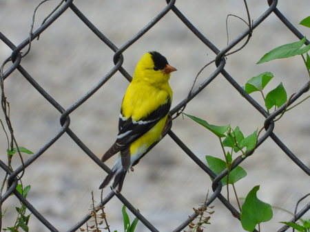 Male American Goldfinch Bird Perched on Chain Link Fence with Green Leafy Vines Intertwined in Metal and Gravel Path Blurred in Backgroundの写真素材