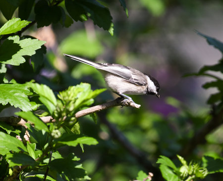 Black-capped Chickadee Bird Perched on Rose of Sharon Bust Contemplating Flight Looking Downの写真素材