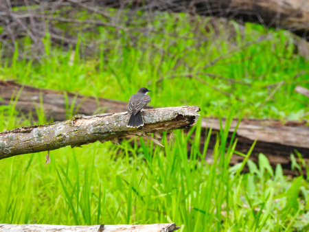 Eastern Kingbird Bird Perched on a Fallen Tree Branch Ready to Take Flight Surrounding by High Grassの写真素材