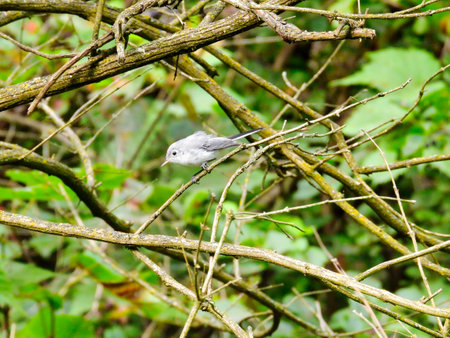 Female Blue-gray Gnatcatcher Bird Among Bush Stems and Branches in Search of Insects with Green Foliage in Backgroundの写真素材