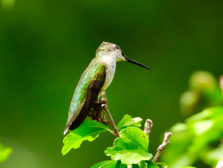 Ruby-Throated Hummingbird Perched on a Tree Branch with Head Tilted to Other Side Looking Up with One Eye and Narrow Skinny Beak Out - a Seriesの写真素材