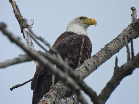 Bald Eagle Bird of Prey Perched in a Bare Tree Looking Majestically in Profile View with Storm Clouds in Backgroundの写真素材