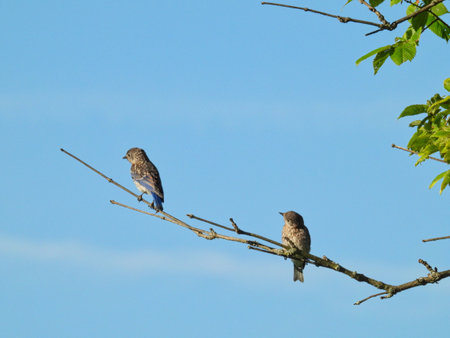 Two Young Male Eastern Bluebirds on a Tree Branch, One Looking at the Other Showing Off Blue Wing Feathers Against Blue Skyの写真素材
